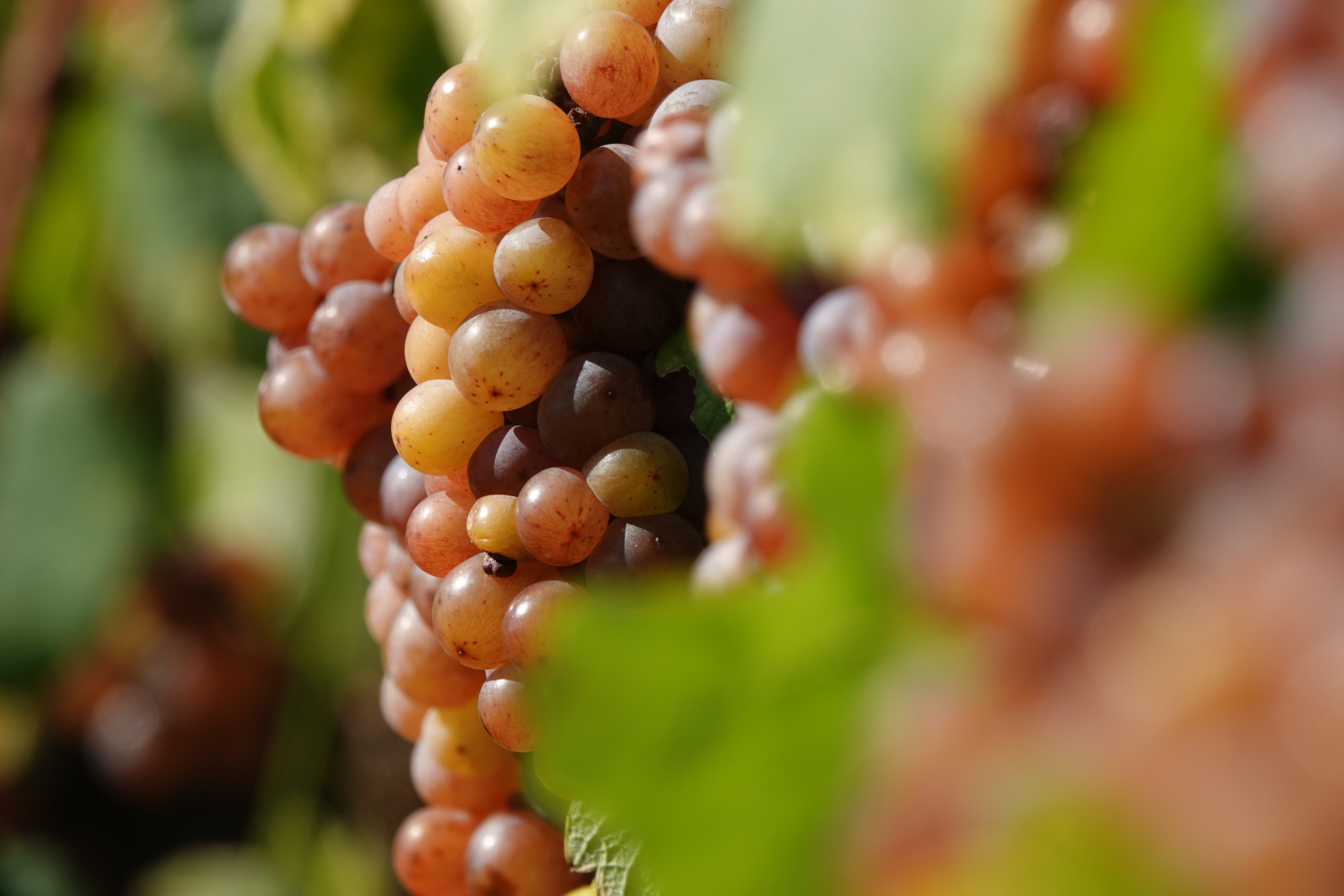 Reife rote Weintrauben als Symbol für Weinlese und herbstlichen Weingenuss