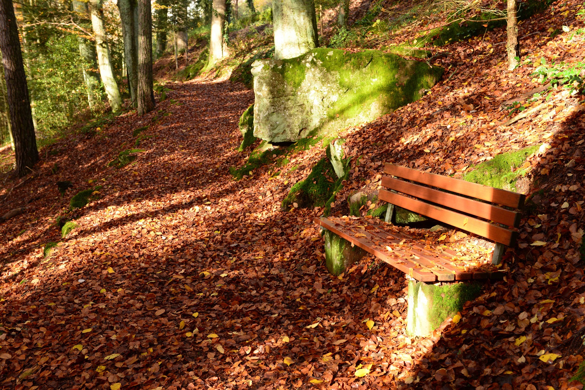 Herbstlich gefärbter Wald im Nordschwarzwald bei Neuweile