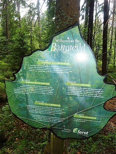 Ein Bannwald in Bad Wildbad im Schwarzwald